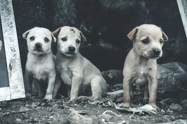 Come iniziare un allevamento di cani: iter burocratico e requisiti