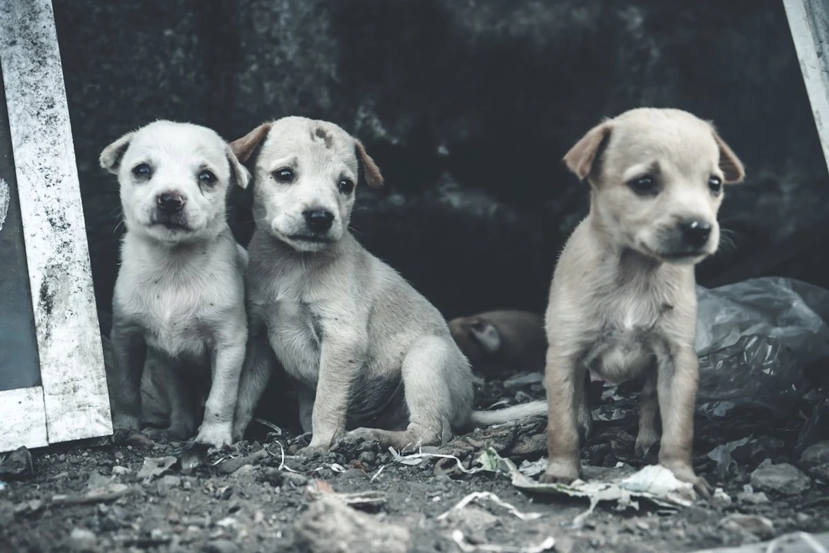 Come iniziare un allevamento di cani: iter burocratico e requisiti