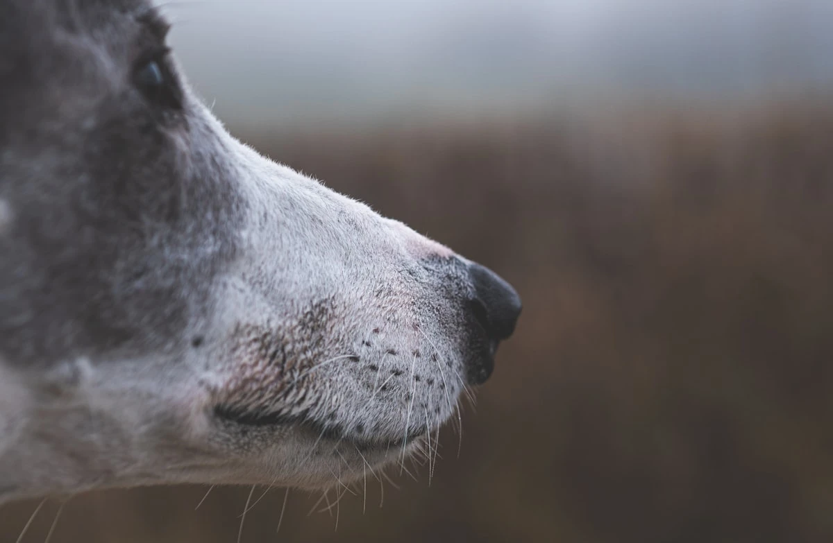 Allevamento cani senza Partita IVA: limiti legali e amatoriali