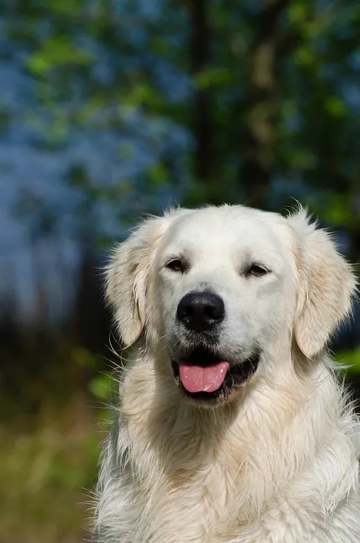 Golden retriever che sorride verso l'obiettivo in un parco