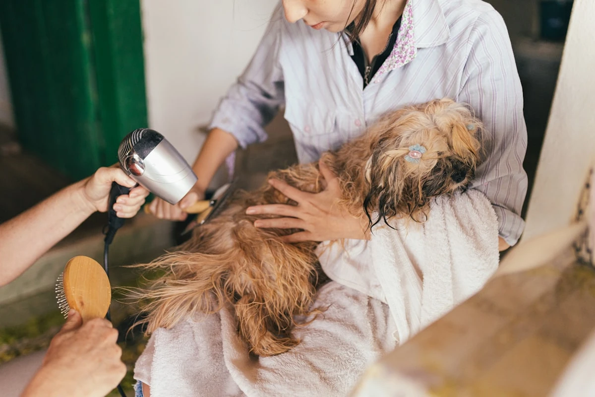 I migliori gestionali veterinari gratuiti e open source