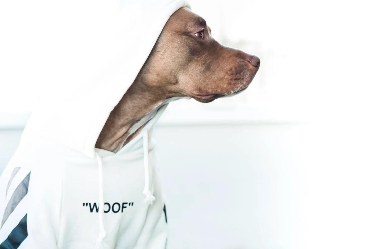 Marketing Veterinario e SEO: acquisire pazienti per la clinica
