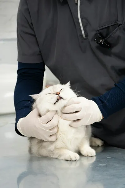 Gestionale Veterinario: Digitalizzare la Clinica nel 2026