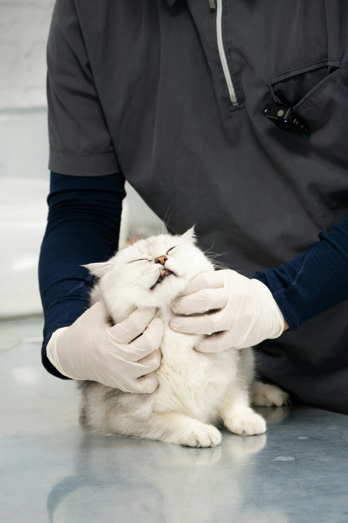 Gestionale Veterinario: Digitalizzare la Clinica nel 2026