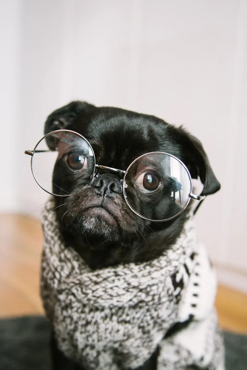 Educatrice cinofila al lavoro con un cane durante una sessione di addestramento