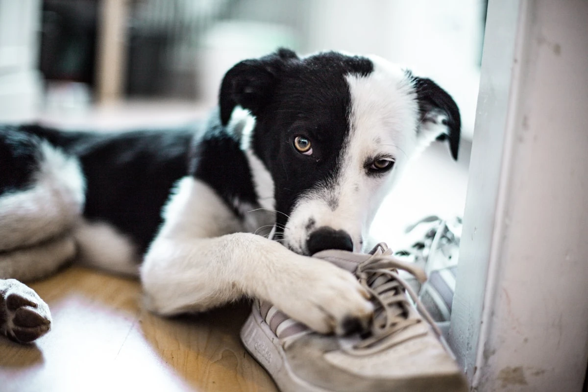 Libretto sanitario cane online e App: il futuro della salute pet