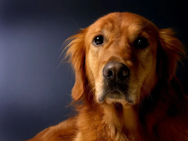 Ritratto ravvicinato di un golden retriever
