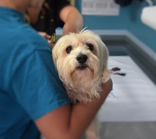 Una professionista tiene in braccio un cane di piccola taglia durante una visita